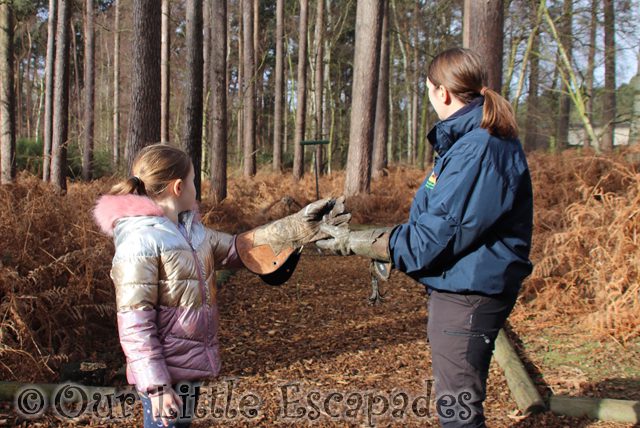 tawny owl flying towards little e encounter with owls center parcs