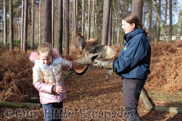 tawny owl landing little es arm encounter with owls center parcs