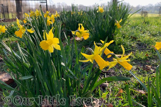 small daffodils warm school run 2022 Week 10