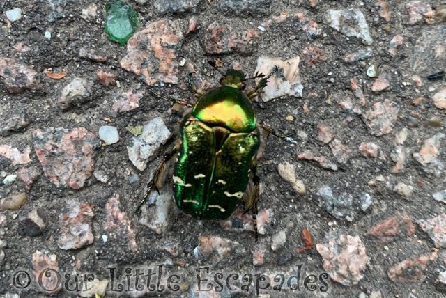 rose chafer green iridescent bug