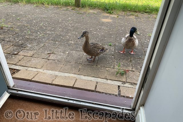 two ducks open front door