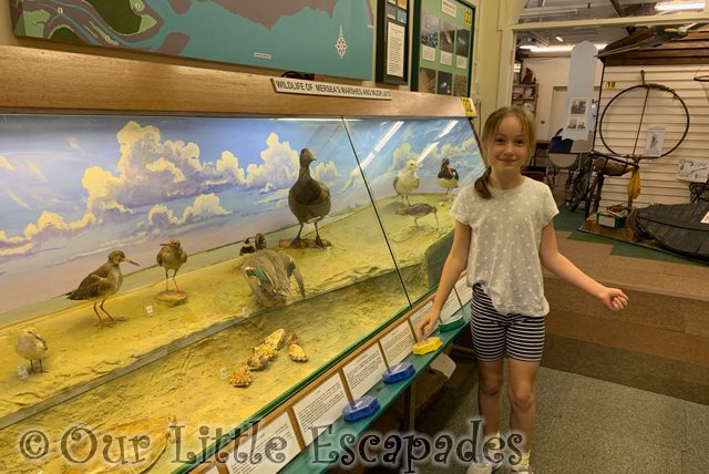 little e wildlife display mersea island museum