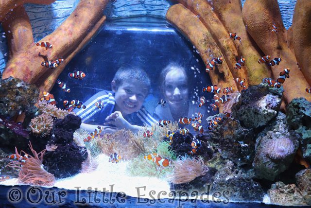 ethan little e clownfish sealife centre great yarmouth