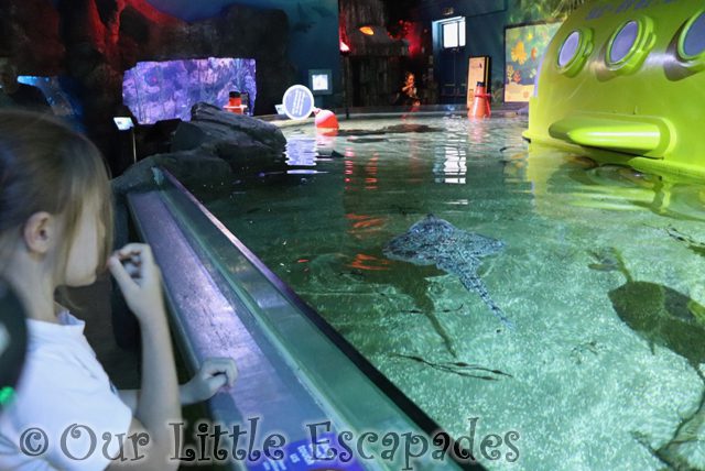 little e looking stingray sea life great yarmouth