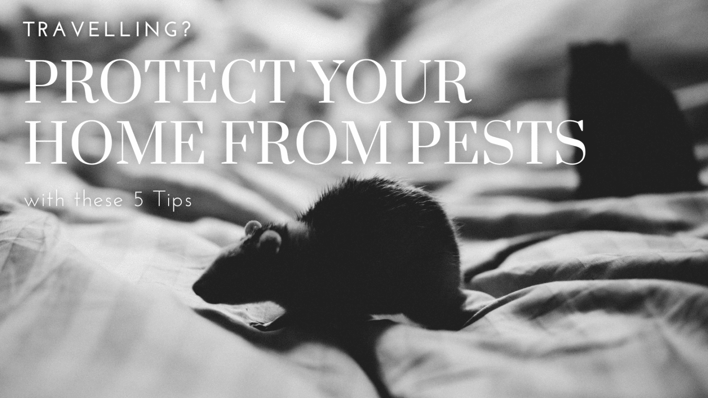 travelling protect your home from pests with these 5 tips