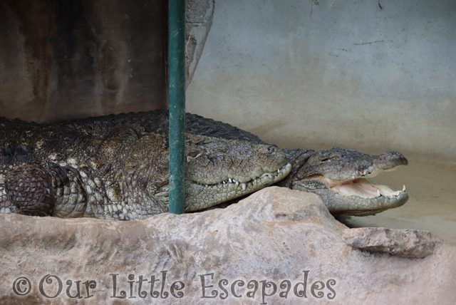 crocodile thrigby hall wildlife gardens