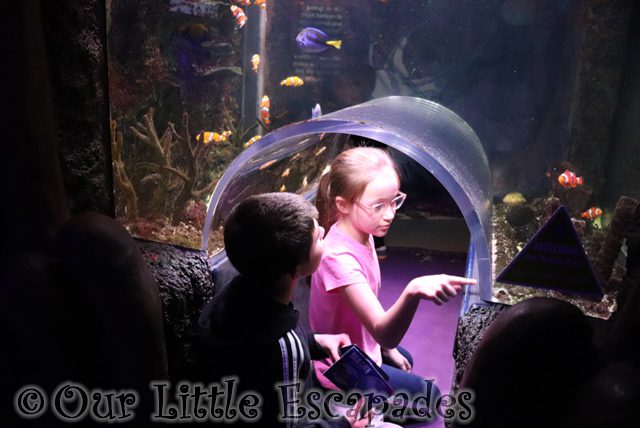 ethan little e clown fish viewing area sea life manchester