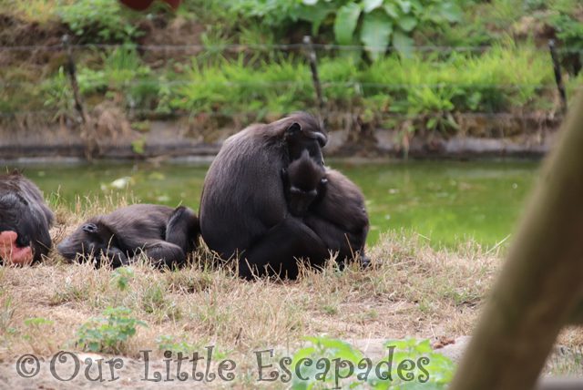 mother baby monkey thrigby hall wildlife gardens