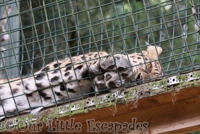 sleeping leopard thrigby hall wildlife gardens
