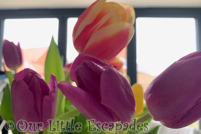 purple tulips close up project 365 2023