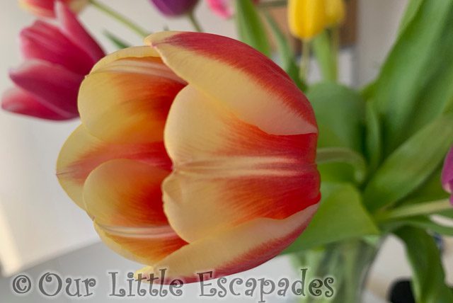 yellow orange tulip project 365 2023