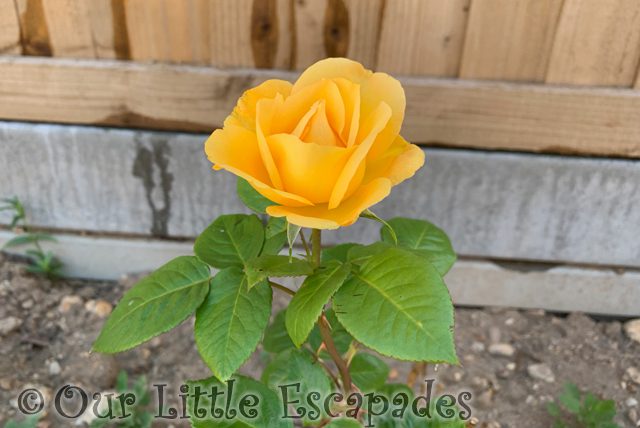 single yellow rose project 365 2023