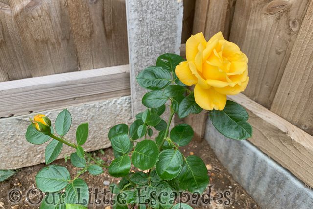 yellow rose small rose bud