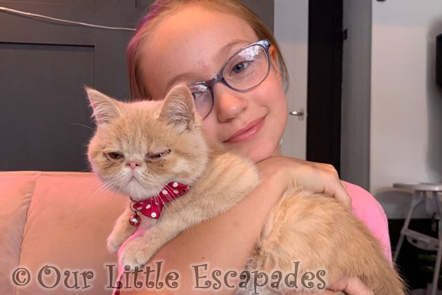 little e cuddling ginger persian cat meow cat cafe